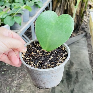 Cây giống cẩm cù tim