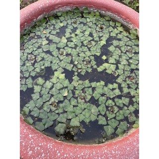 Cây ấu củ ta