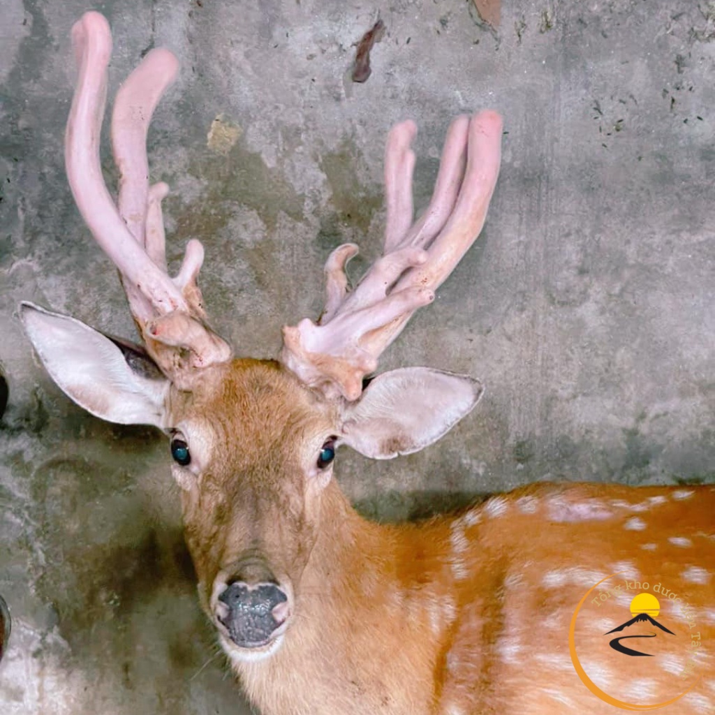 Nhung hươu khô sấy lạnh từ nhung hươu tươi thái lát, đảm bảo giữ nguyên lượng huyết, dinh dưỡng. Nhung hươu tăng cân