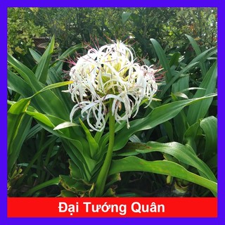 Cây Đại Tướng Quân - Cây Náng - cây dược liệu