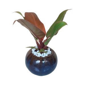 Cây Trầu Bà Đế Vương đỏ mini để bàn
