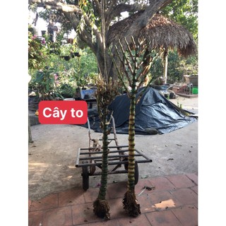 Cây trúc phật bà