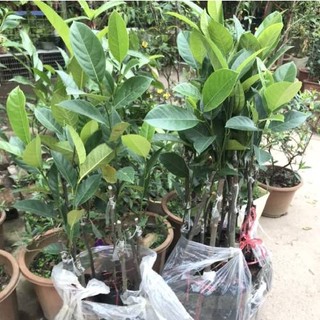 CÂY GIỐNG MÍT TỐ NỮA GHÉP (Giống Cây Siêu Tốt Chuẩn F1)