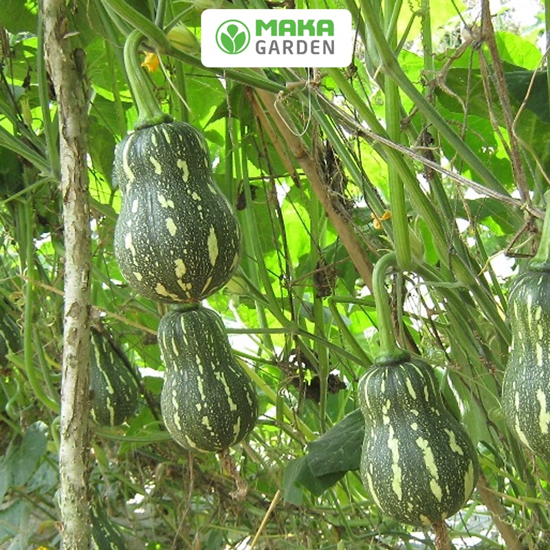 Hạt giống bí đỏ hạt đậu lai F1 Rado 35