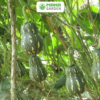 Hạt giống bí đỏ hạt đậu lai F1 Rado 35