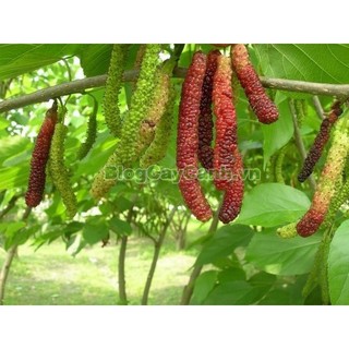 Cây dâu ăn quả trái dài  (Giống Cây Siêu Tốt Chuẩn F1)