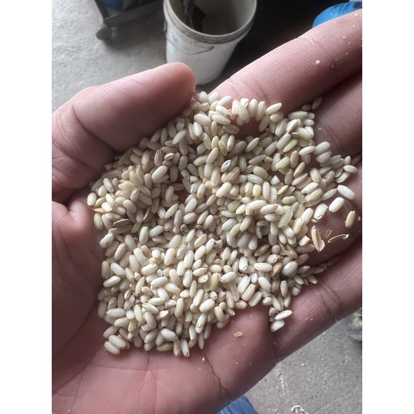 1 kg gạo nếp 97 xay