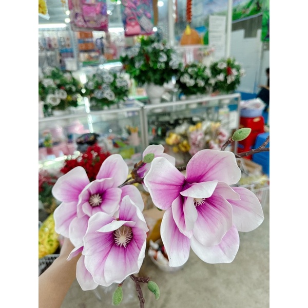 Hoa mộc lan cao su 5 bông to