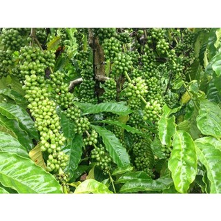 Cây giống cà phê cao sản siêu trái + siêu sớm