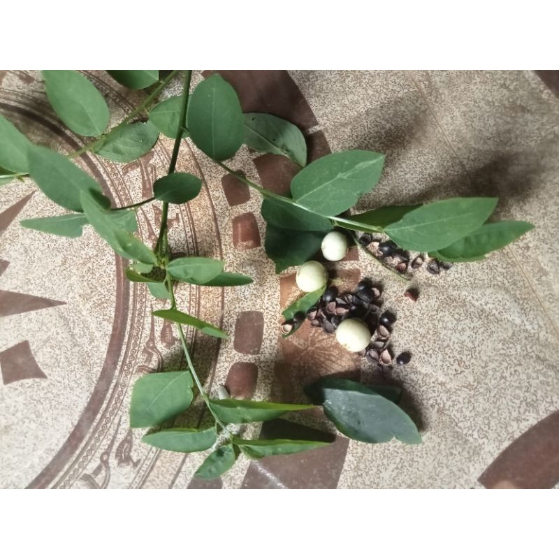 hạt giống rau ngót 30 hạt