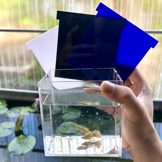 Keo show cá guppy, betta 15x10x15 / 12x7x12 - mica acrylic 4 trong 1