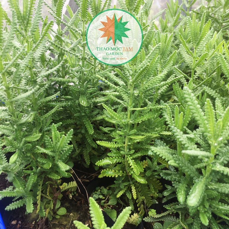 Lavender Dentata (Cây oải hương)