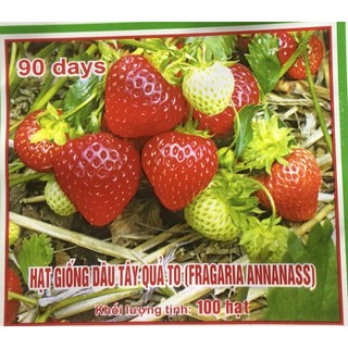 Dâu tây quả to, gói 100 hạt 🌱