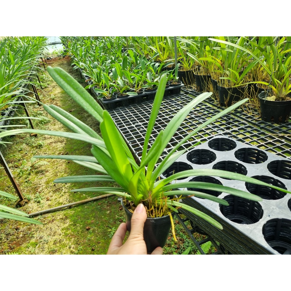 KIẾM VÀNG THÁI, KIẾM XANH THÁI CHẬU TRƯỞNG THÀNH 1 MẸ 2 CON