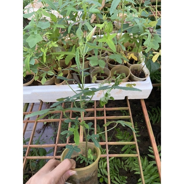 Cây giống sâm bố chính, thu củ sau 10 tháng trồng