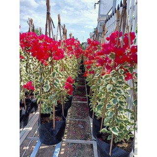 Cây 🌲 Giấy cảm thạch leo rũ...siêu hoa