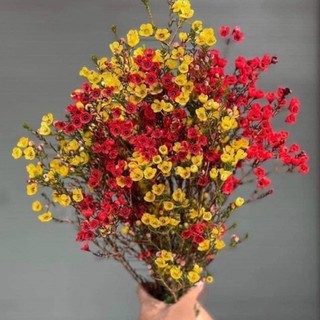 HOA THANH LIỄU (6-8 cành) |bó to đẹp