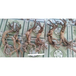 Phôi hoa giấy mỹ