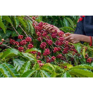 Cây Cà Phê ARABICA  (Giống Cây Siêu Tốt Chuẩn F1)