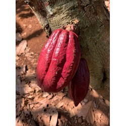 Cây cacao giống cho trái sớm