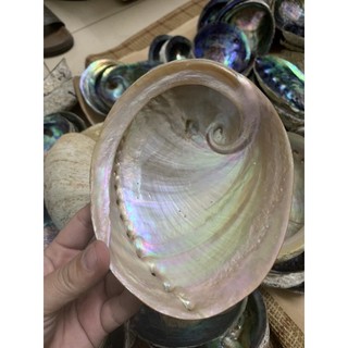 Đĩa ốc Xà Cừ- Đĩa Đốt Sage