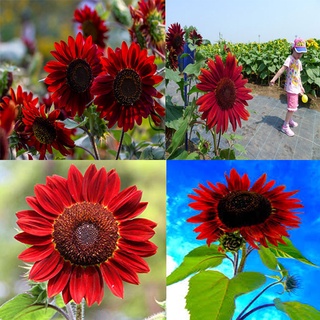 #Hạt_Giống_Hướng_Dương_Đỏ ( tặng kèm kích mầm )