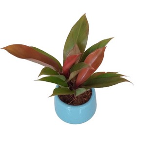 Cây Trầu Bà Đế Vương đỏ mini để bàn