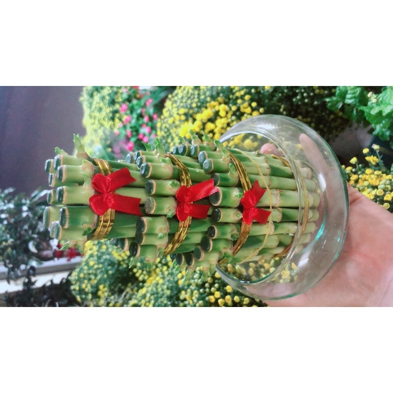 Chậu Trúc Phát Tài 3 Tầng