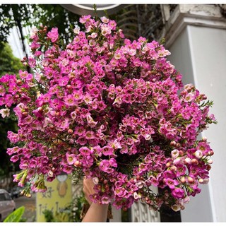 HOA THANH LIỄU (6-8 cành) |bó to đẹp