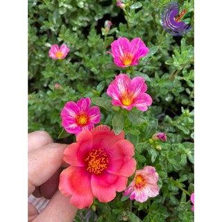 Cành giống hoa sam thái cà rốt màu 31 hoa hậu của hoa mười giờ sam 🍒