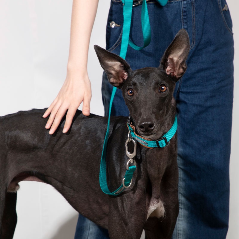 HamshMoc Vòng Cổ Mềm Mại Có Khóa An Toàn Tháo Gỡ Nhanh Cho Thú Cưng Cỡ Nhỏ / Vừa / Lớn