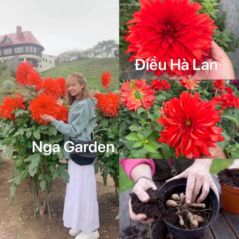 Củ hoa thược dược đỏ điều Hà Lan