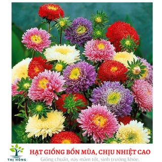 Hạt giống hoa cúc các loại (trồng quanh năm, dễ chăm sóc)
