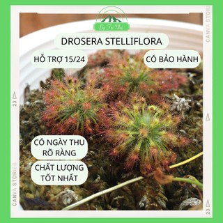 Hạt giống "mầm đông" cây bắt mồi ăn thịt gọng vó Drosera Stelliflora I Ba Tri Nhỏ