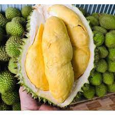 Cây giống sầu riêng ri6 chuẩn giống