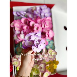 Hoa tú cầu chùn nhỏ 12 hoa