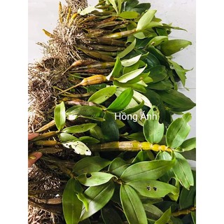 Lan kiều vàng dễ trồng sai hoa