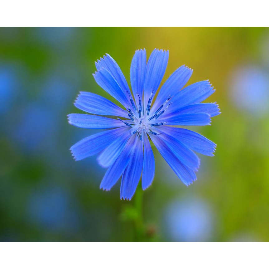 Super Takumar  55 F1.8  .  Ngàm  M42 LẤY NÉT TAY,  Chụp xóa phông rất đẹp.