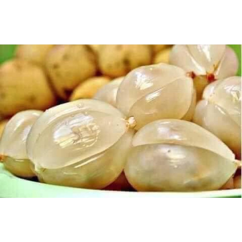 CÂY BÒN BON ,dâu da đất ảnh thật