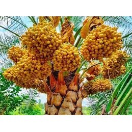 Cây giống Chà Là Khasab conut_toroto_dl bảo hành