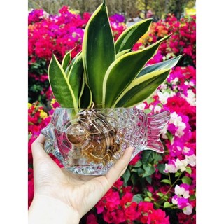 Chậu lưỡi hổ cá chép thuỷ sinh