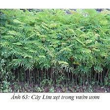 Cây giống lim xẹt
