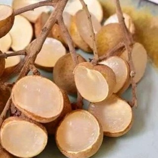Cây giống Nhãn Không Hạt Thái Lan ( cây trồng siêu sớm + siêu trái)