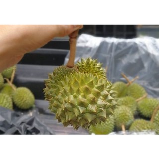 Cây giống sầu riêng mini thái lan (giống cây chất lượng)