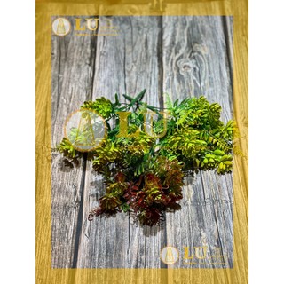 Chùm ngọn sen đá điểm - lá dương xỉ 30 cm | lu