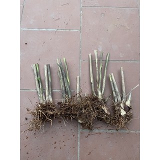 đót chít (gốc giống)