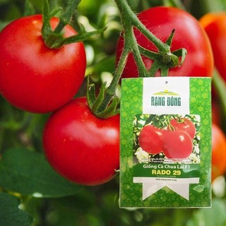 Hạt giống cà chua f1 rado 29 0,3gr