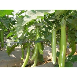 #Hạt_Giống_Cà_ Dài_Xanh_Trắng ( tặng kèm kích mầm )