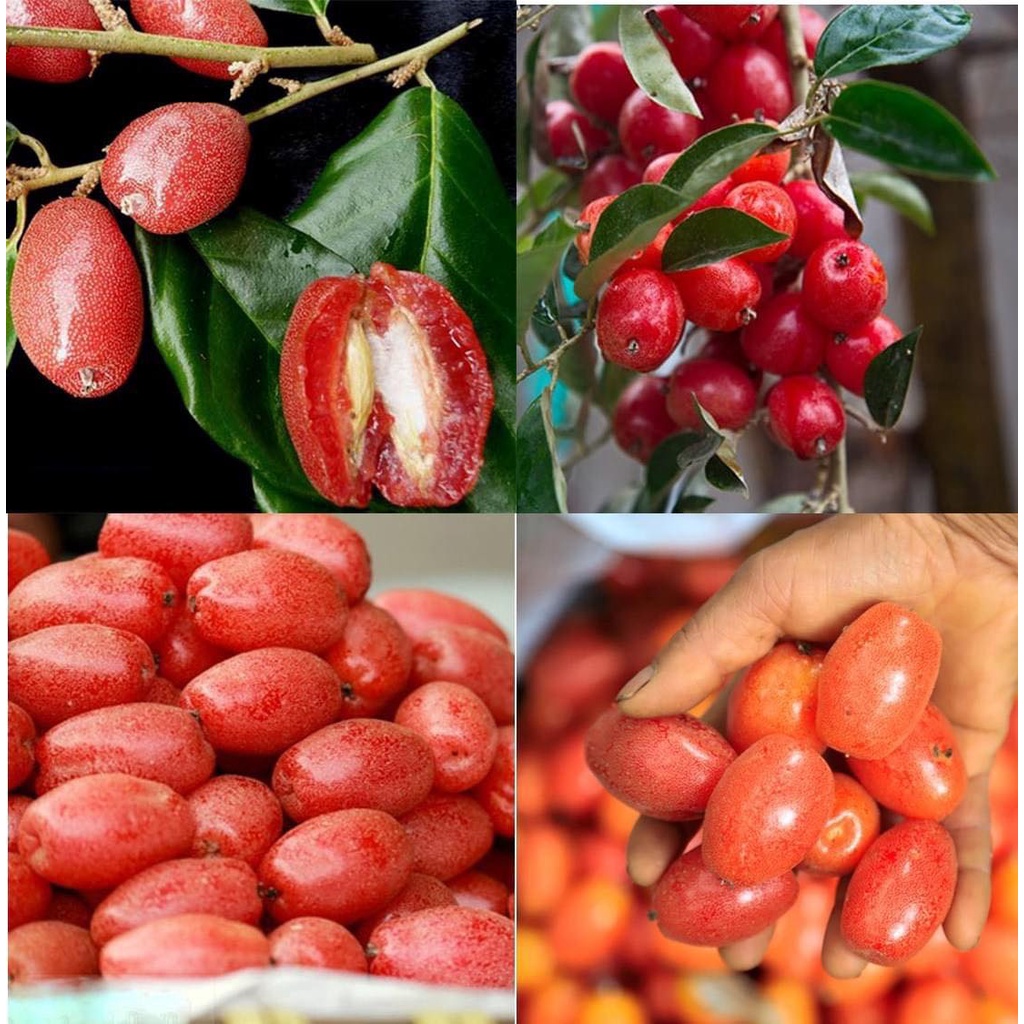 CÂY GIỐNG NHÓT TA.