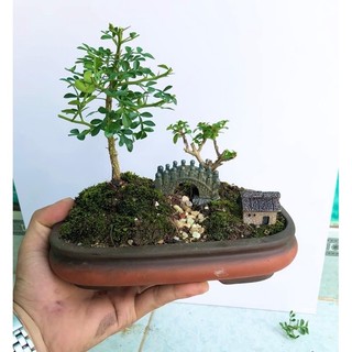 Tiểu cảnh cây cần thăng tiểu cảnh rẻ đẹp